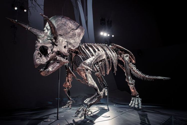 Fosil dinosaurus Triceratops terlengkap yang pernah ditemukan dipamerkan di Museum Melbourne, Australia 