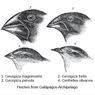 Evolusi yang Terjadi pada Burung Finch Menurut Darwin