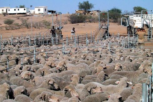 Australia Tangguhkan Ekspor Domba Ternak ke Qatar