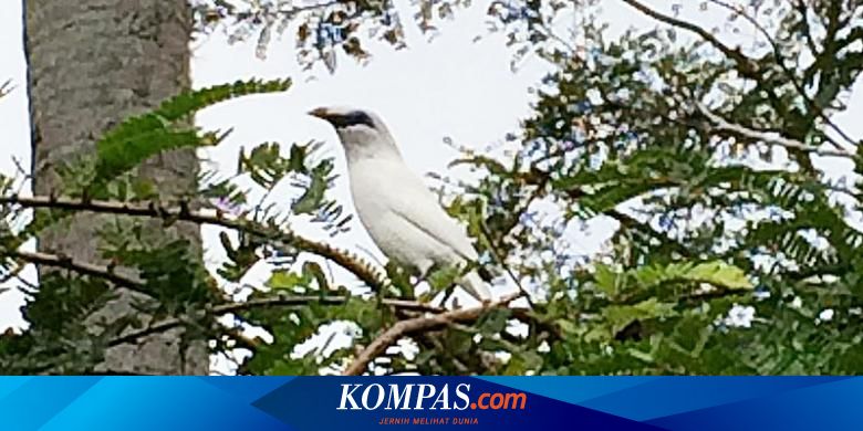 Perjalanan Menjumpai Jalak Bali Halaman All Kompas Com