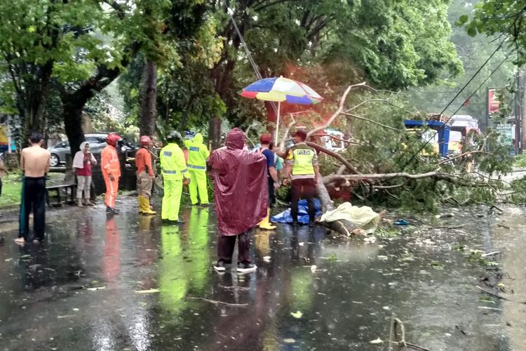 Pohon tumbang terjadi di Jalan Mayjen Sungkono, Kota Malang, Jawa Timur pada Jumat (11/11/2022). Kejadian itu mengakibatkan satu orang pengendara sepeda motor meninggal dunia.   
