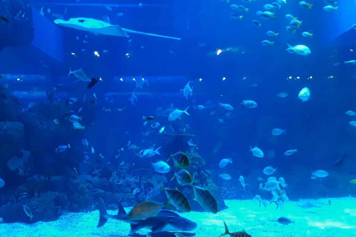 Jakarta Aquarium