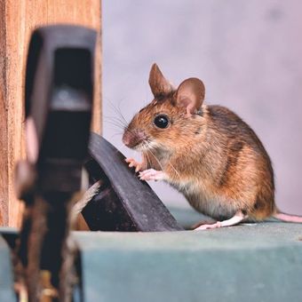 Ilustrasi tikus.