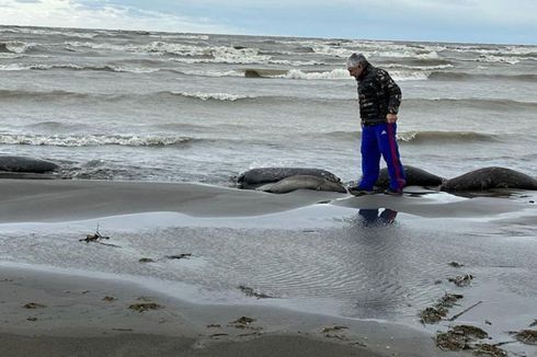 2.500 Anjing Laut Ditemukan Mati di Sepanjang Pantai Laut Kaspia