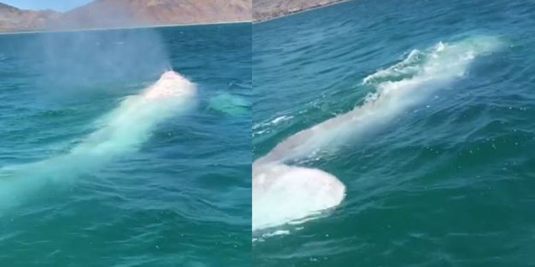 Paus putih yang terlihat di Baja California, Meksiko