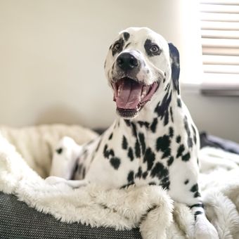 Ilustrasi anjing Dalmatian. 