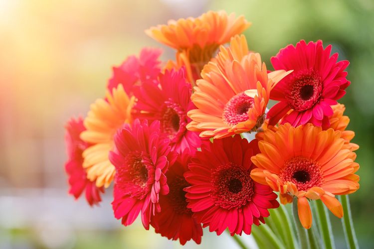 Ilustrasi bunga aster gerbera atau gerbera daisy.