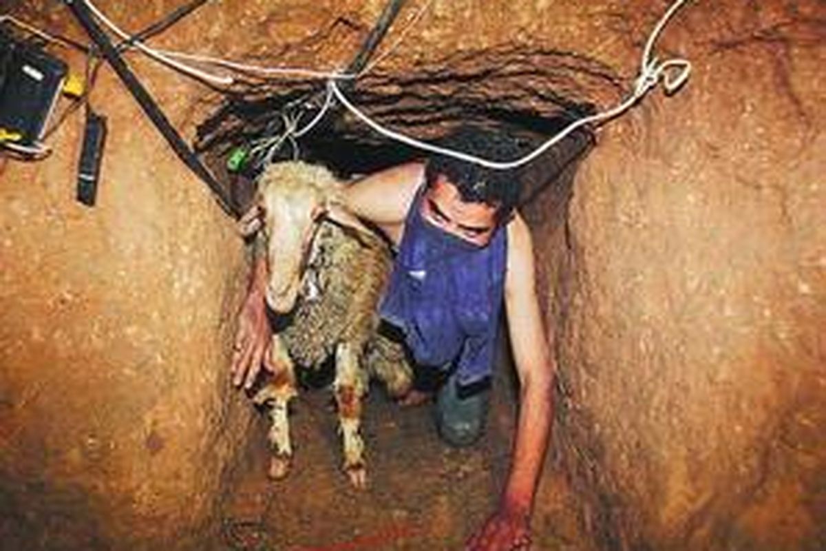  Penyelundup menyeberangkan kambing dari Mesir ke Jalur Gaza, juga lewat sebuah terowongan, Jumat. 