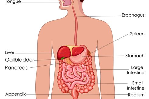 Mengenal Organ Pencernaan Manusia dan Fungsinya