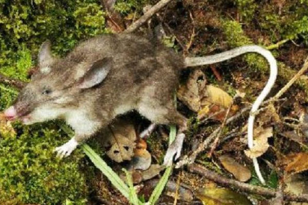 Tikus Hidung Babi (Hyorhinomys stuempkei)