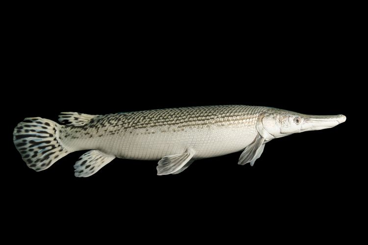 Ikan Aligator Gar adalah spesies ikan air tawar yang tidak boleh dipelihara di Indonesia. Sebab, ikan ini merupakan spesies ikan dari perairan di Amerika.