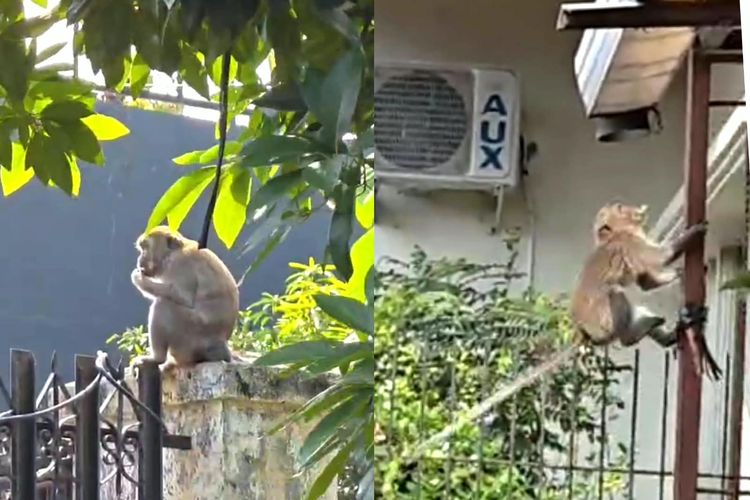 Puluhan Monyet Hutan Kera Turun Gunung Serbu Rumah Warga Pahoman