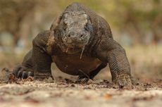 4 Alasan Komodo Hanya Ada di Indonesia Menurut Ahli Ekologi