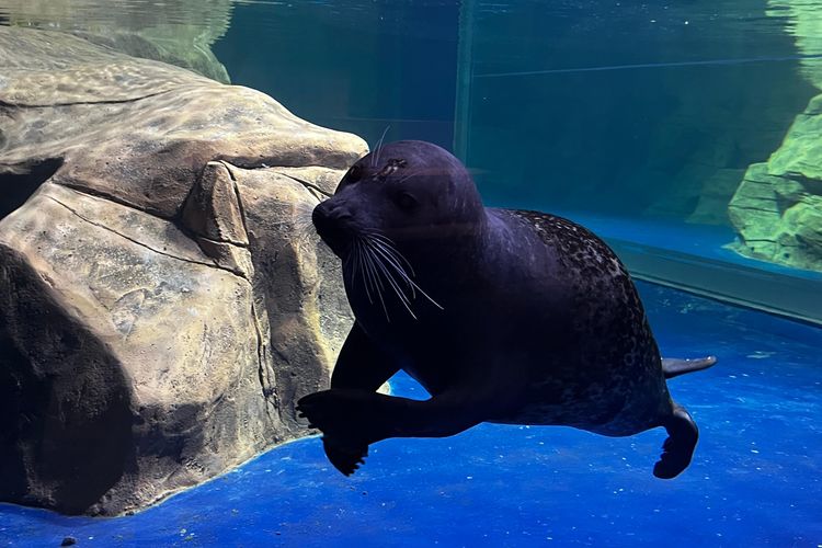 Seal, anjing laut menggemaskan, menyapa pengunjung Jakarta Aquarium Safari mulai awal Maret 2024.