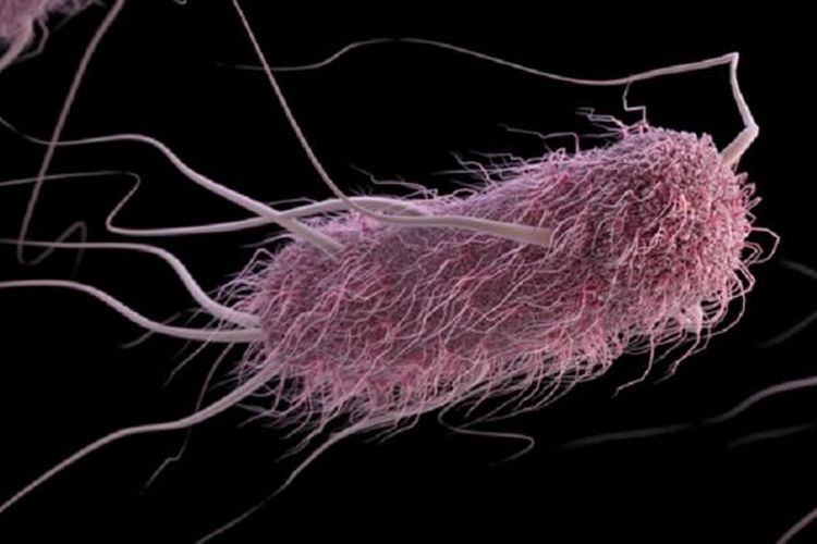 Escherichia coli (E. coli), bakteri penyebab diare.