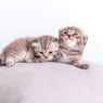 Fading Kitten Syndrome pada Anak Kucing, Kenali Gejala dan Penyebabnya