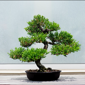 Ilustrasi pohon bonsai