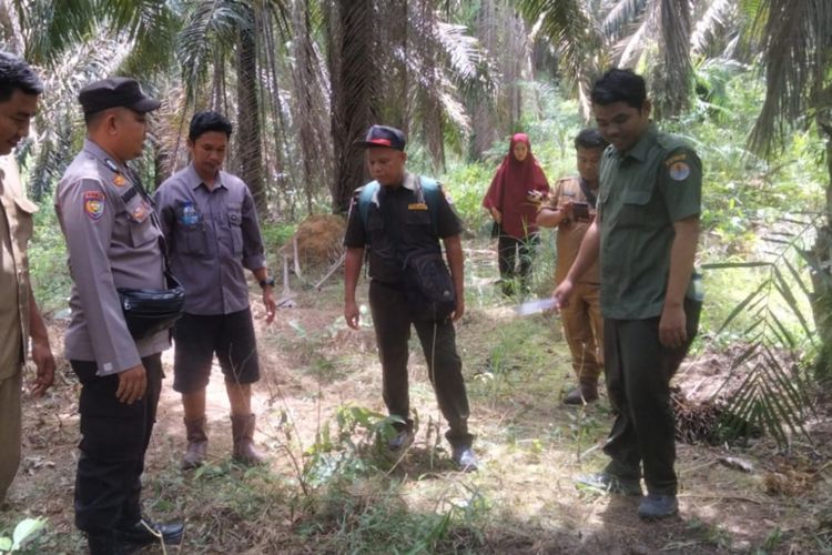 Petugas BBKSDA Riau bersama kepolisian dan pemerintah desa saat mengecek lokasi sapi ternak diduga dimangsa harimau sumatera, di Desa Lubuk Raja, Kecamatan Bandar Petalangan, Kabupaten Pelalawan, Riau, Selasa (6/12/2022).