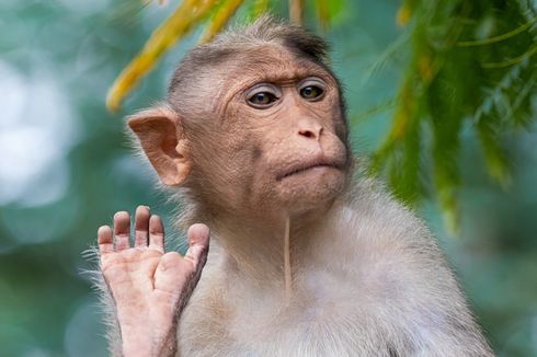Fakta Gigitan Monyet Berdasarkan Data WHO, Apa Saja?