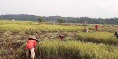 Tangkal Dampak Covid-19 pada Pertanian, Mentan Ajak Petani Manfaatkan KUR