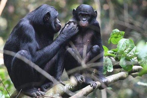 Hewan Bonobo Lakukan Hubungan Sesama Jenis