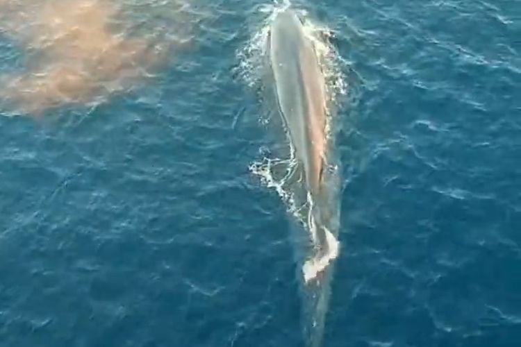 Foto : Tangkapan layar video yang menunjukkan Paus Biru muncul ke permukaan air laut di perairan Pulau Gili Lawa, Kawasan Taman Nasional Komodo.