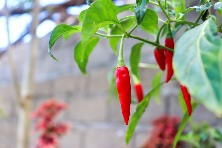 Ilustrasi tanaman cabai rawit. 