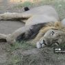 Delapan Singa Asia di Kebun Binatang India Dinyatakan Positif Covid-19