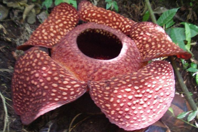 Berasal mana dari rafflesia bunga Motif Batik