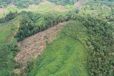 Perusahaan Nakal Berpotensi Hilangkan 20.000 Hektar Hutan Sumbar