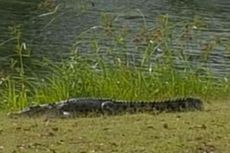 Buaya Ini Kerap Muncul di Lapangan Golf Queensland Australia