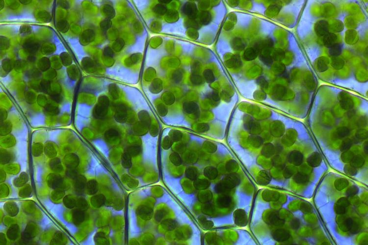 Klorofil dalam sel tumbuhan