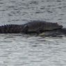Warga OKI Diserang Buaya Saat Mencuci di Sungai, 55 Jahitan di Tangan