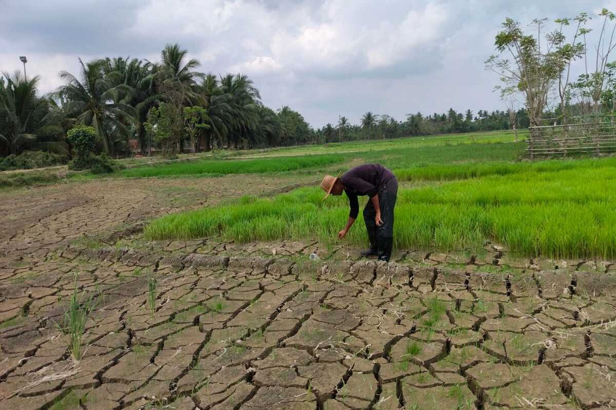 Kementan Alokasikan Rp 336 M untuk Rehabilitasi Sawah di Sumatera