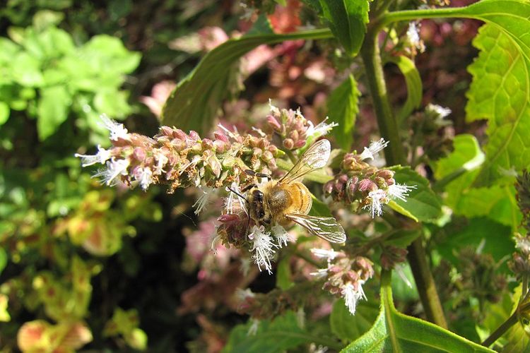 Nilam atau patchouli, tumbuhan yang kaya manfaat