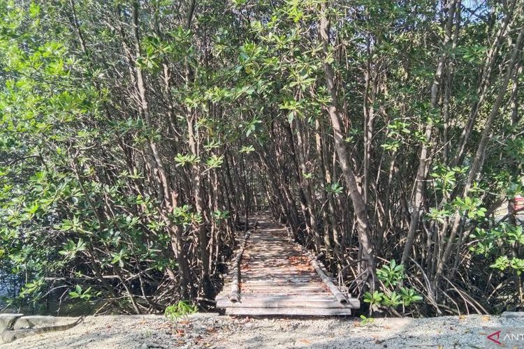 Kawasan mangrove di Pulau Bidadari, Kepulauan Seribu, Selasa (24/5/2022). 