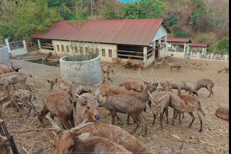Dari Rusa Timor hingga Traktor Listrik, Jejak Kolaborasi Kampus dan Industri