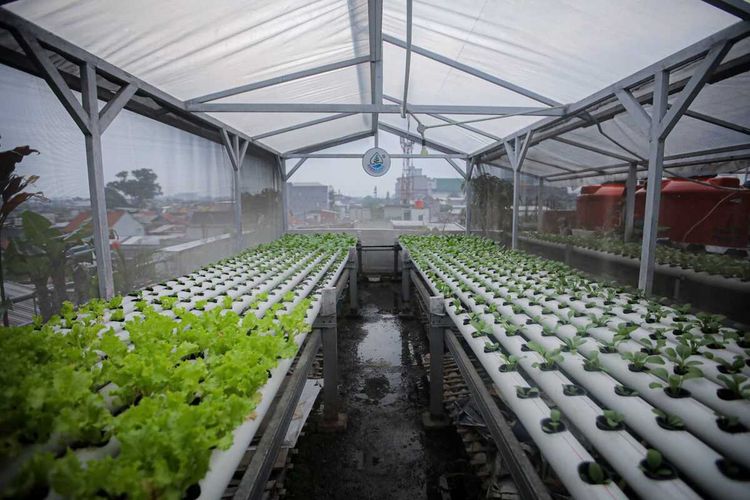 Sulap Atap Jadi Kebun, Warga Bandung Raup Rp 6 Juta per Bulan dari Urban Farming