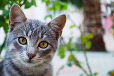 Berlibur ke Maroko, Turis Asal Inggris Tewas Akibat Gigitan Kucing