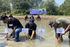 Kurangi Emisi Karbon, Amartha Tanam 1.000 Mangrove di Pesisir Pantai Morodemak 