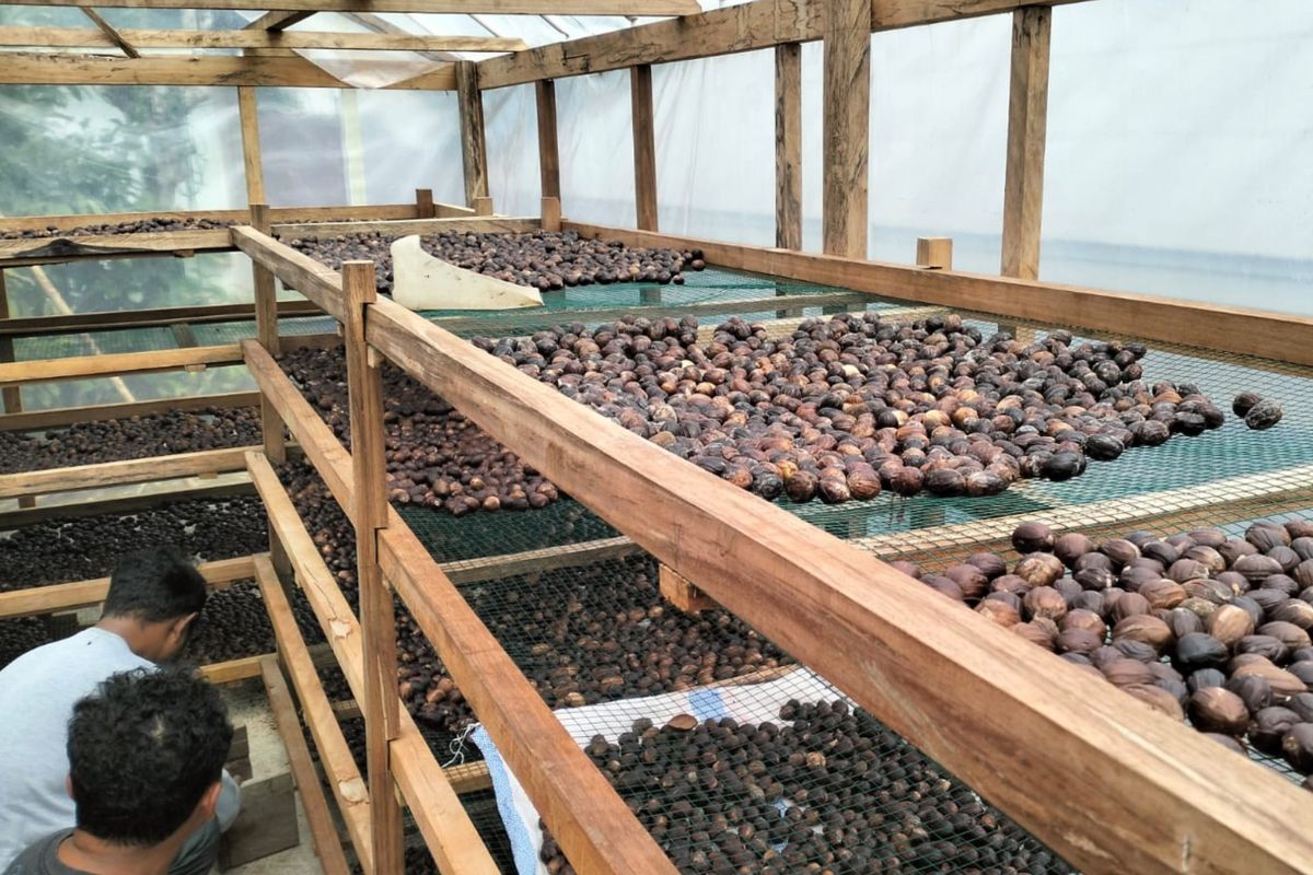 Hasil budidaya dari Kalaodi, Maluku Utara, seperti komoditas pala, cengkeh, kenari, kayu manis, durian, dan pinang. Pengelolaan sumber daya alam yang berkelanjutan dan berkeadilan oleh warga berhasil menjaga alam dari praktik ekonomi yang cenderung eksploitatif dan merusak lingkungan.