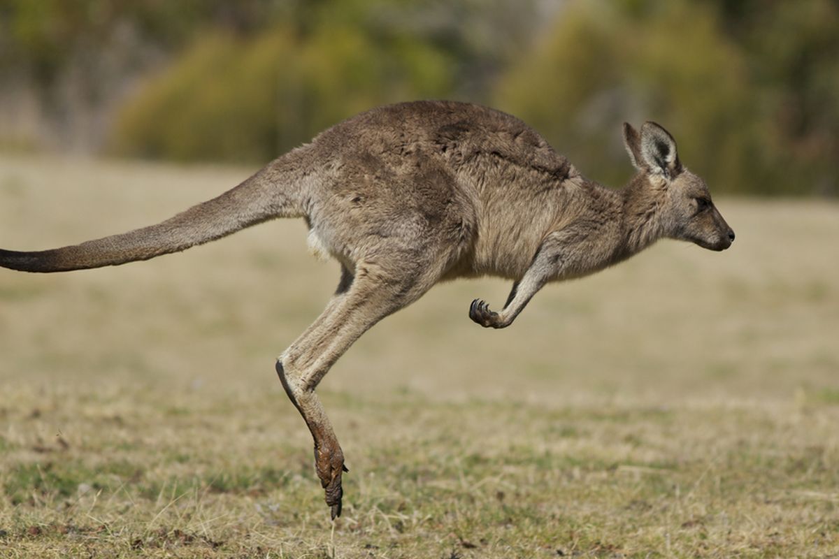 Ilustrasi kanguru melompat