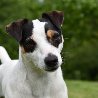 Ilustrasi ras anjing Jack Russell Terrier. 