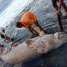 Bangkai Dugong Penuh Luka Terdampar di Pesisir Pantai Maluku Tengah