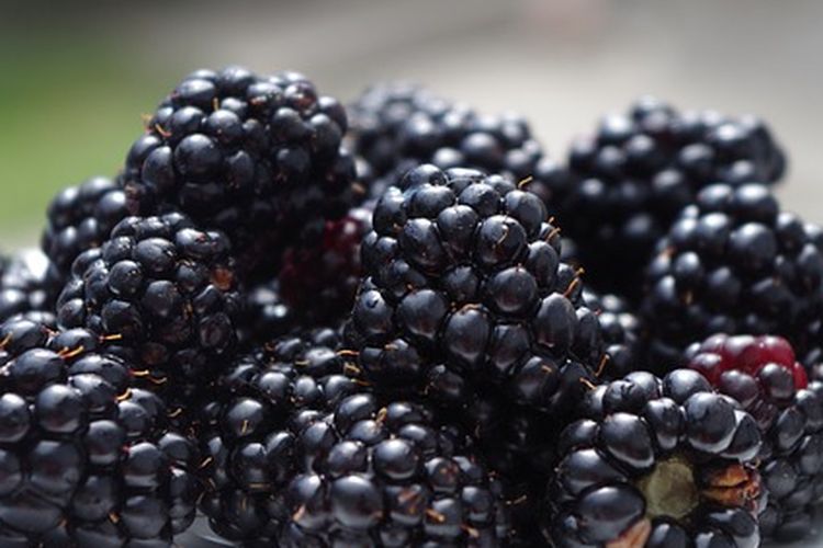 Buah blackberry, cara menanam blackberry