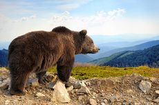 Belasan Beruang Cokelat Teror Warga Kota di Romania