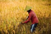 Bukan Sekadar Genjot Produksi, Perlu 3 Langkah Strategis Perkuat Sistem Pangan Nasional