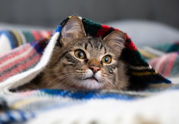 Ketahui, Ini Penyebab dan Cara Mengobati Kucing Flu