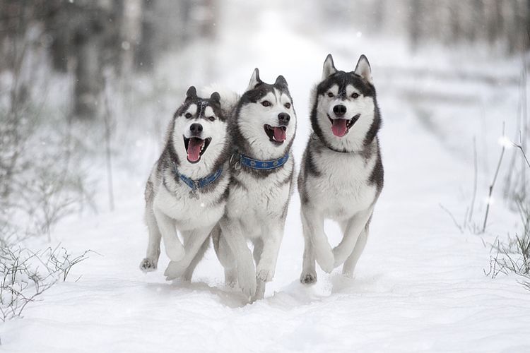 Ilustrasi anjing Siberian husky.