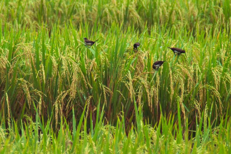 Ilustrasi hama burung pada tanaman padi.